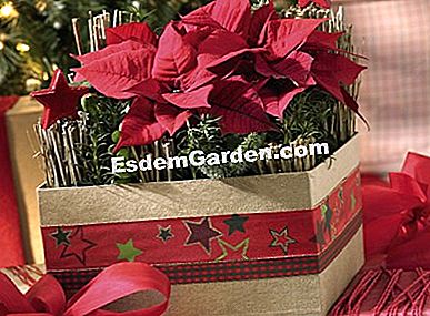 Haga usted mismo: composición de Navidad con flores de Pascua - (navidad) una poinsetia bien empaquetada