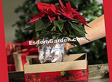 Haga usted mismo: composición de Navidad con flores de Pascua - (flores) composición de poinsettias