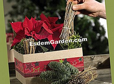 Haga usted mismo: composición de Navidad con flores de Pascua - (regalo) Composición de Navidad con flores de Pascua