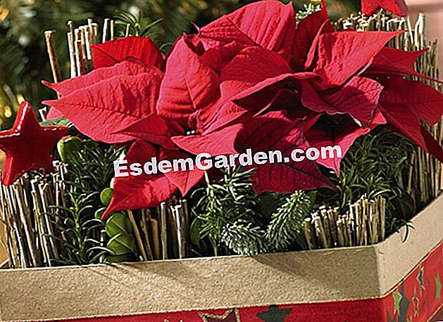 Haga usted mismo: composición de Navidad con flores de Pascua - (composición) Composición de Navidad con flores de Pascua