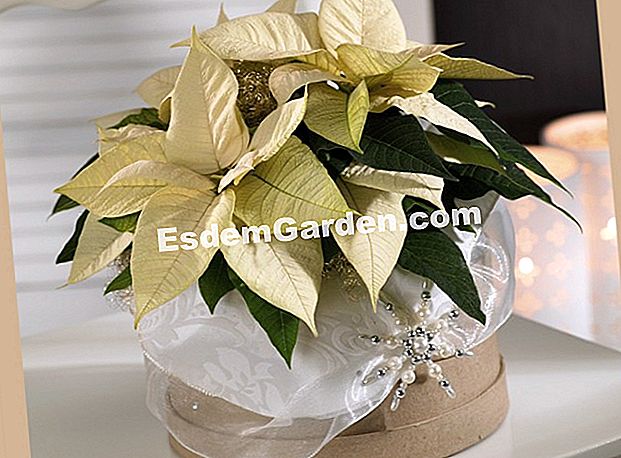 Creați-vă propriile compoziții de Crăciun cu poinsetții albe - (cutie) poinsettia alba: decoratiuni de Craciun