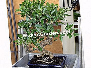 무화과 나무: 분재 선택 방법 - Ficus retusa 분재에서 Ficus Retusa 8 세 리드