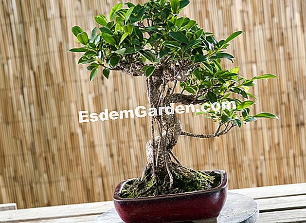 무화과 나무: 분재 선택 방법 - Ficus retusa 분재 Ficus retusa. 네쿠 형태. 16 세