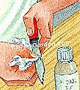 Skiepyti kaktusą - skiepų Transplantato dezinfekavimas alkoholiu 70° kampu
