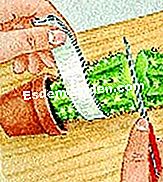 Skiepyti kaktusą - kartu Kaktuso poskiepio taurė, laikoma juostele, kad neišdygtų