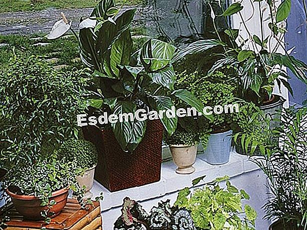 Plantas verdes: ¡cuidado con el sol! - (ventanas) Plantas verdes detrás de una ventana