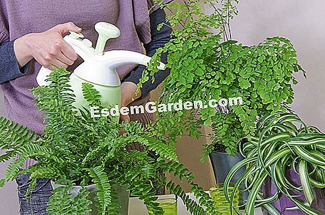 Plantele verzi necesită umiditate - (este) Plantele verzi de plantare