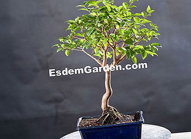 Bagaimana untuk menyimpan bonsai - (menyimpan) Bonsai dalaman - Bonsai Remy Samson