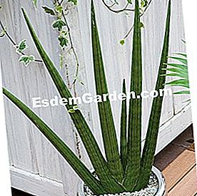 Zimmerpflanzen einfach zu pflegen - (Pflanzen) Sansevière (Sansevieria cylindrica)