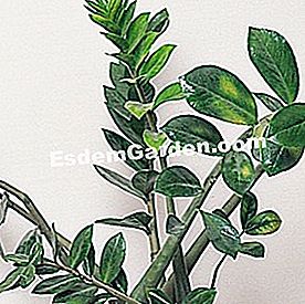 Zimmerpflanzen einfach zu pflegen - (diese) Zamioculcas zamiifolia