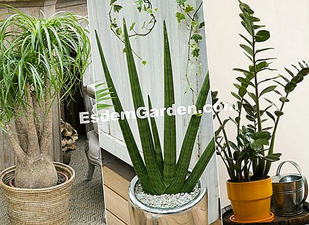 Zimmerpflanzen einfach zu pflegen - (einfach) Beaucarnéa, Sansevière, Zamioculcas