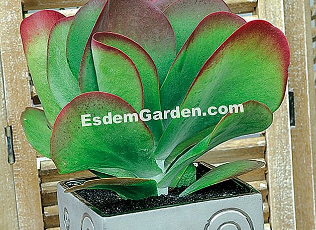 Kalanchoe thyrsiflora, kalanchoe dengan daun besar - (yang) Kalanchoe thyrsiflora