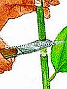 마르코 터 고무 - 플라스틱 공중 레이어링: 엘라스틱 피스크 줄기의 이중 노치