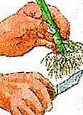 마르코 터 고무 - ficus 뿌리에서 공중 절단 제거