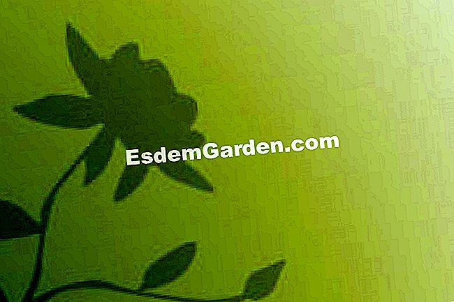 마르코 터 고무 - elastica 가베이스를 마르코 터 고무