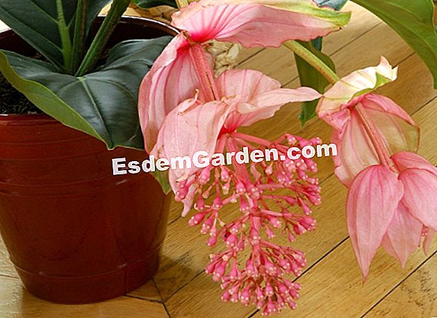 Medinilla (Medinilla magnifica) - (dengan) Medinilla (Medinilla magnifica)