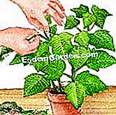 Asigurați-vă din nou inflorirea poinsetției - (întuneric) Desen: Eliminați frunzele decolorate
