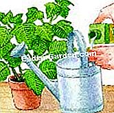 Asigurați-vă din nou inflorirea poinsetției - (inflorirea) Desen: îngrășământ pentru poinsettia