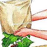 Asigurați-vă din nou inflorirea poinsetției - (poinsettia) Desen: poinsettia, iernare