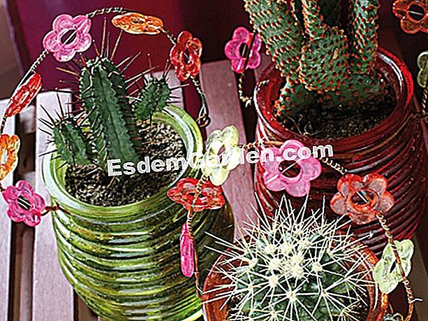 Minicactus in buona salute - (buona) Mini cactus - Truffaut Garden Center