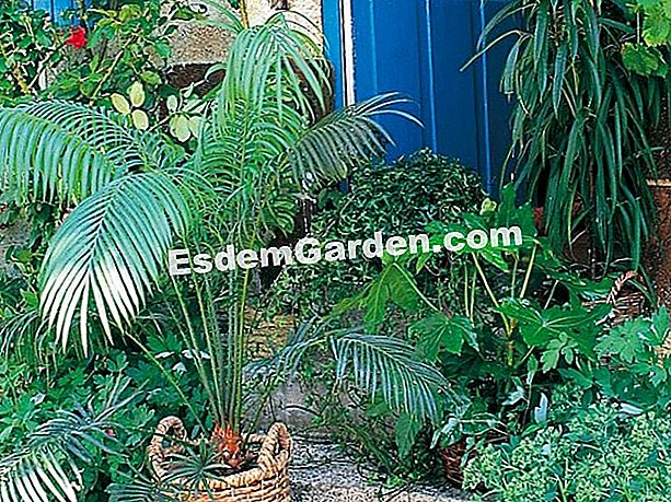 Mengambil tumbuhan dalaman - (dengan) Cycas, fatsia, ivy di teres