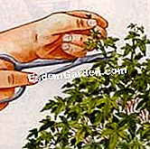 Memotong gunting ujung cabang-cabang bonsai