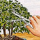 Ukuran bonsai (bentuk Grove atau yose-EU)