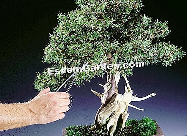 Ukuran bonsai juniper (Juniperus rigida)
