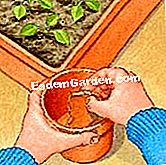바오밥을 이식하려면 - 발달하면 바오밥 나무 모종 냄비 바닥에 파편 설치