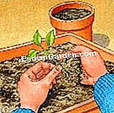 바오밥을 이식하려면 - 혼합물을 바오밥 모종의 수집