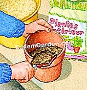 식물 아키 메네 - 식물을위한 화분에 심는 흙으로 냄비 채우기
