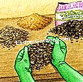 강제 아마 릴리를 다시 잡다 - 아마릴리스 좋은 포팅 토양