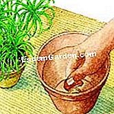 Εκτελέστε το cyperus - cyperus Δημιουργώντας ένα θραύσμα στο κάτω μέρος μιας κατσαρόλας, cyperus στο δοχείο