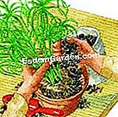 Εκτελέστε το cyperus - cyperus Φύτεψε ένα κύπερο σε ένα δοχείο