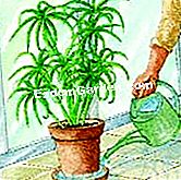 Εκτελέστε το cyperus - είναι Άρδευση με υποβρύχια άρδευση ενός παπύρου σε δοχείο