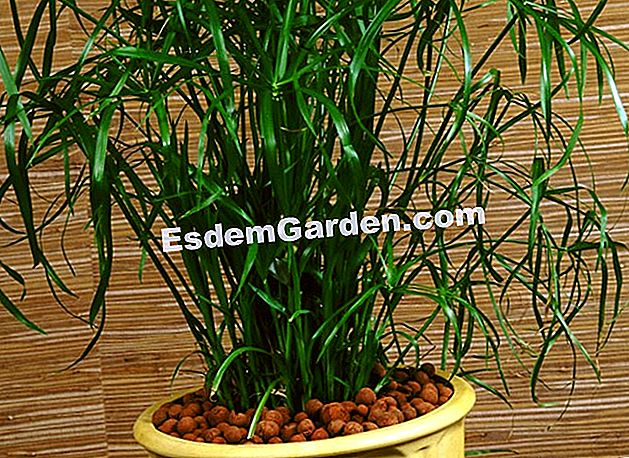 Εκτελέστε το cyperus - φύλλων Ο παπύρος Cyperus στο δοχείο