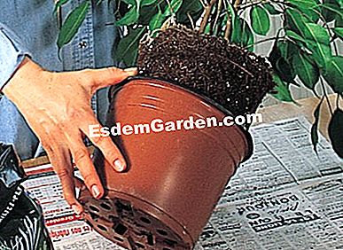 Repot ficus benjamina - Ficus Ficus benjamina eldobása