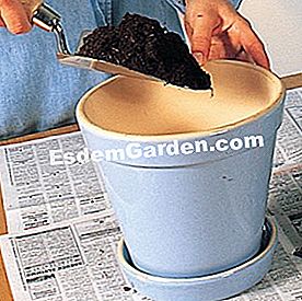 Repot ficus benjamina - benjamina Egy edény feltöltése cserepes talajjal