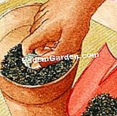 디오네를 다시 잡다 - 버립니다 냄비에 Dionionea pseudobulb (Dionaea) 배치