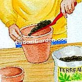 Vullen van een pot van een speciale groene potplant