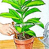 De ficus in pot planten