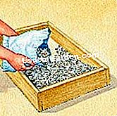 バオバブを蒔く - () ボックス内の苗床の準備