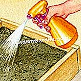 バオバブを蒔く - () テリーヌの苗の噴霧器での水遣り