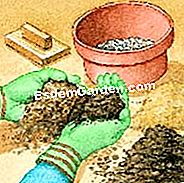Sow coleus itu - (daun) Terrine seedling coleus