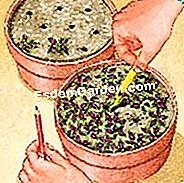 Sow coleus itu - (benih) Memindahkan benih coleus