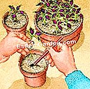 Sow coleus itu - (dengan) Ulangi coleus kali kedua
