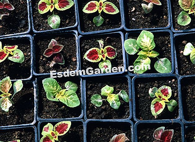 Sow coleus itu - (coleus) Menyemai coleus dalam sudu
