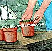 Rimuovere e conservare achimene - (conservare) Conservazione dei rizomi achimene tenuti nel loro vaso; installazione in una cantina semi-interrata