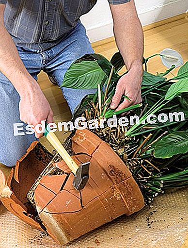 Spathiphyllum 재배치 - Spathiphyllum 식물을 다시 잡기 위해 냄비를 깨는 사람