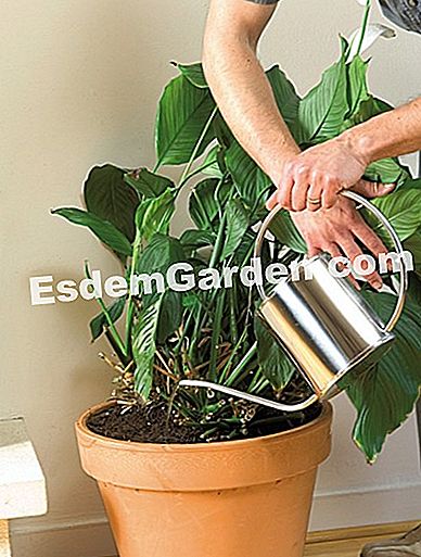 Spathiphyllum 재배치 - spathiphyllum은 방에서와 냄비 spathiphyllum에 물을